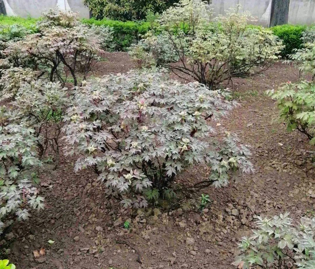 枯萎|9种花是富贵命,必须大盆养,小盆养会憋死