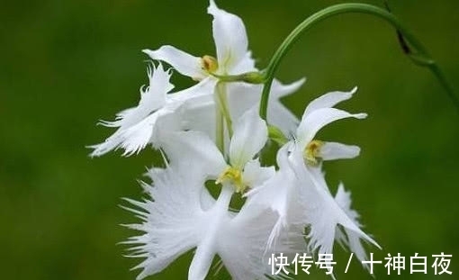 喜欢养花,那就养盆奇特的花:非洲白鹭花,花像飞舞的白鹭