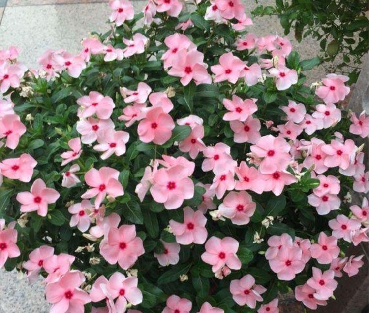 长春花|4种花养家里,福旺运旺财更旺,比牡丹还美,年年开花美翻