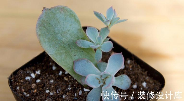 养多肉，什么情况下该控水，什么时候不行？