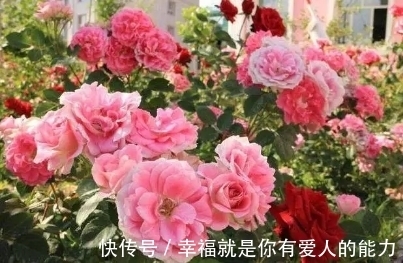 把这碗“营养液”倒在了花盆里，疯狂开花不招虫，还能冶黄叶！