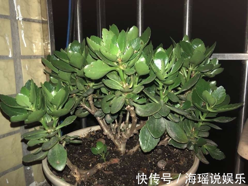 修剪|这花10块钱买一盆,养2年变老桩,叶子密、开花旺,每家都有