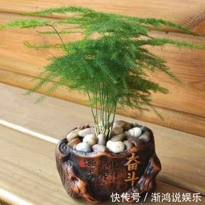 散光处|文竹切勿乱“摆放”，放家里2个“地方”，叶子不黄，长得好！