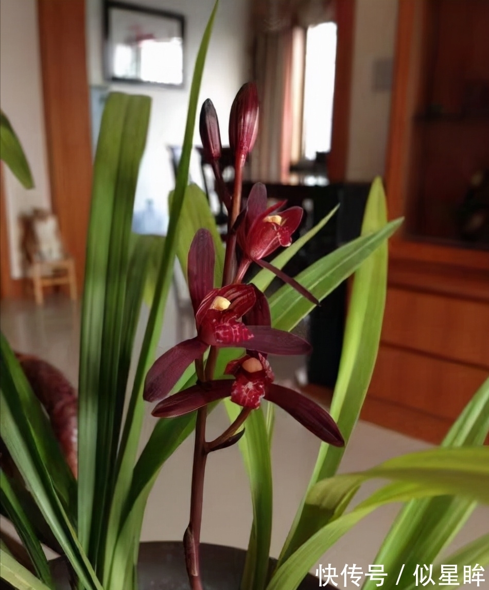 这款顶级兰花，花色艳丽，兰香顶级，珍贵又稀少，有钱也买不到
