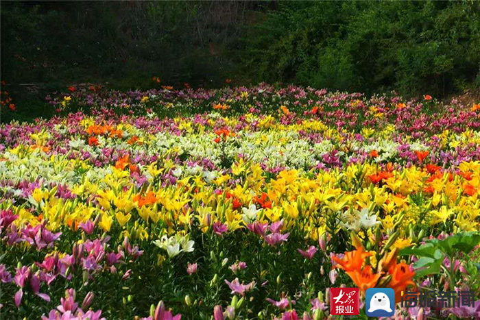 百合花开 缘聚羊流 21中国 新泰百合节将于6月17日开幕 粉紫色
