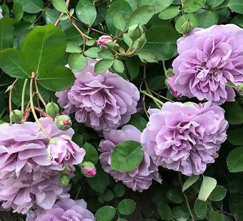 最值得养的月季,花色稀有,开花量大,一开就是300天,从不生病