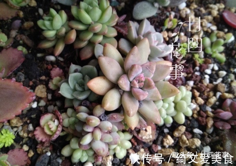 养多肉有禁忌,4种土不能用,6种水不能浇,不注意烂根活不长