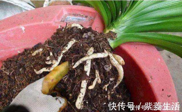 花盆|花市看到这样的“花”,再喜欢也不要买,养不久,白花钱