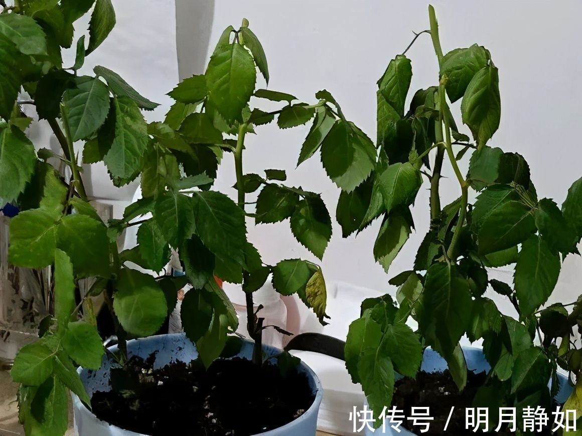 11月,千万别买这种花,养不活惹一肚子气