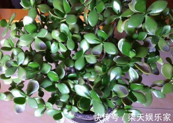 元气满满|老中医告诉你,这几种家居植物送给你都不要拿回家,我是后悔透了