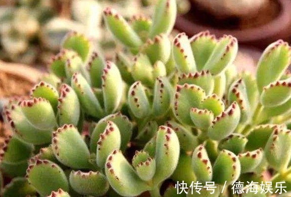 熊童子养了2年也“不见长”,平时肯定舍不得给“它”浇水施肥