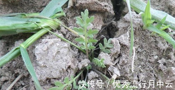 蒸菜|农村的这些野菜,你挖过么!
