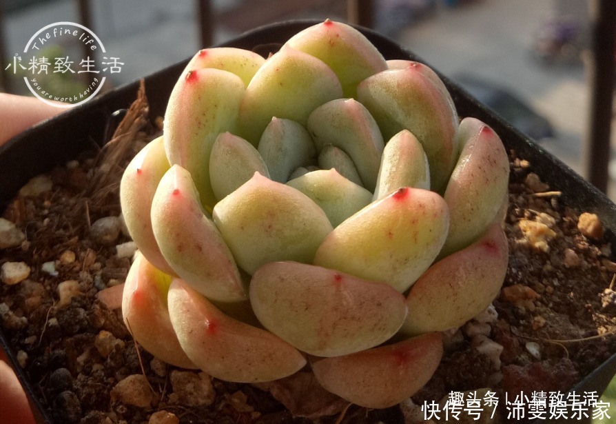 操作方法|多肉上盆,用“干土”还是“潮土”,分2种情况,1张图看清楚