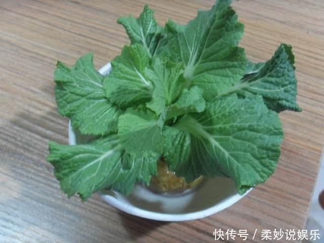 红薯|这5种菜留好根,放在水培瓶里,没几天长出小盆栽叶子还能吃