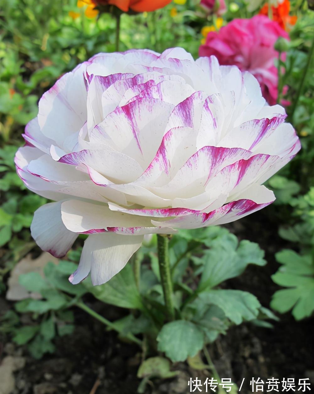 植株|养花浇水很关键,5种花的浇水方法,分享给你