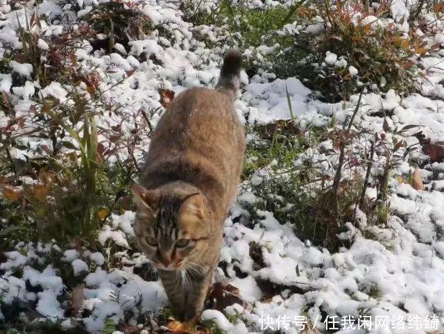 浪漫|多图预警！南大金陵今冬初雪浪漫来袭！