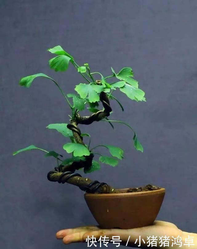 聪明人爱养这八种“守家树”,护宅吉祥保平安,养好了都是传家宝