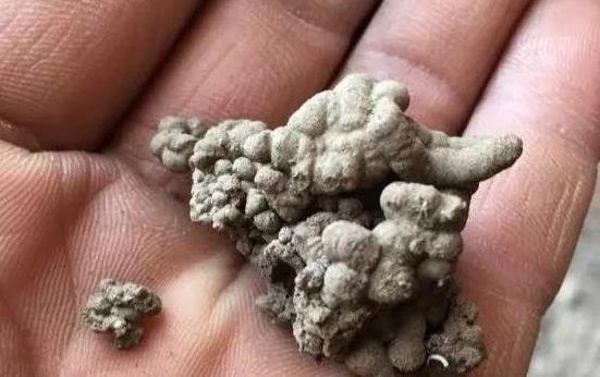 发酵鸡粪、羊粪、蚯蚓粪,到底该选哪一种?看完终于不再迷惑了