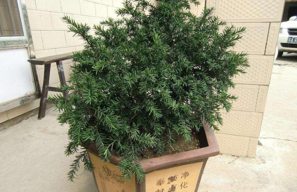 家庭盆栽红豆杉,多小心这5个细节,红果绿叶喜庆又别致