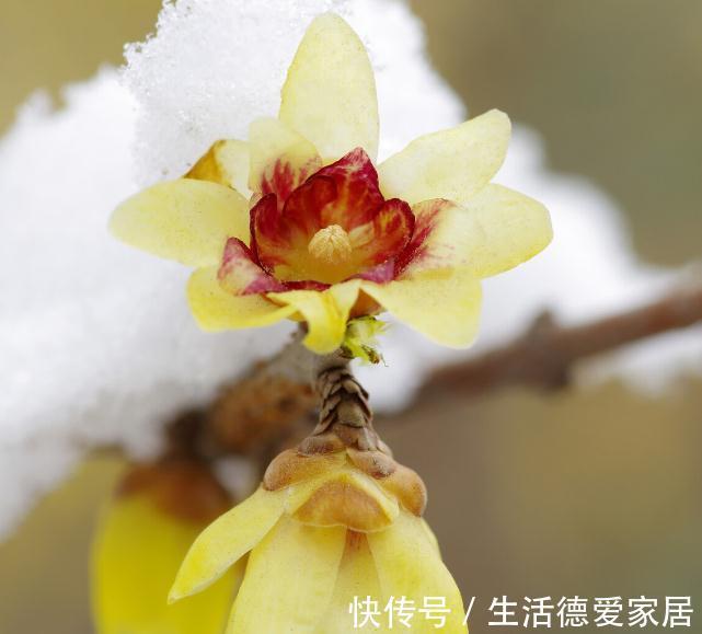 0度以下能开花的10种花草，最适合秋冬季节养，你家有没有？