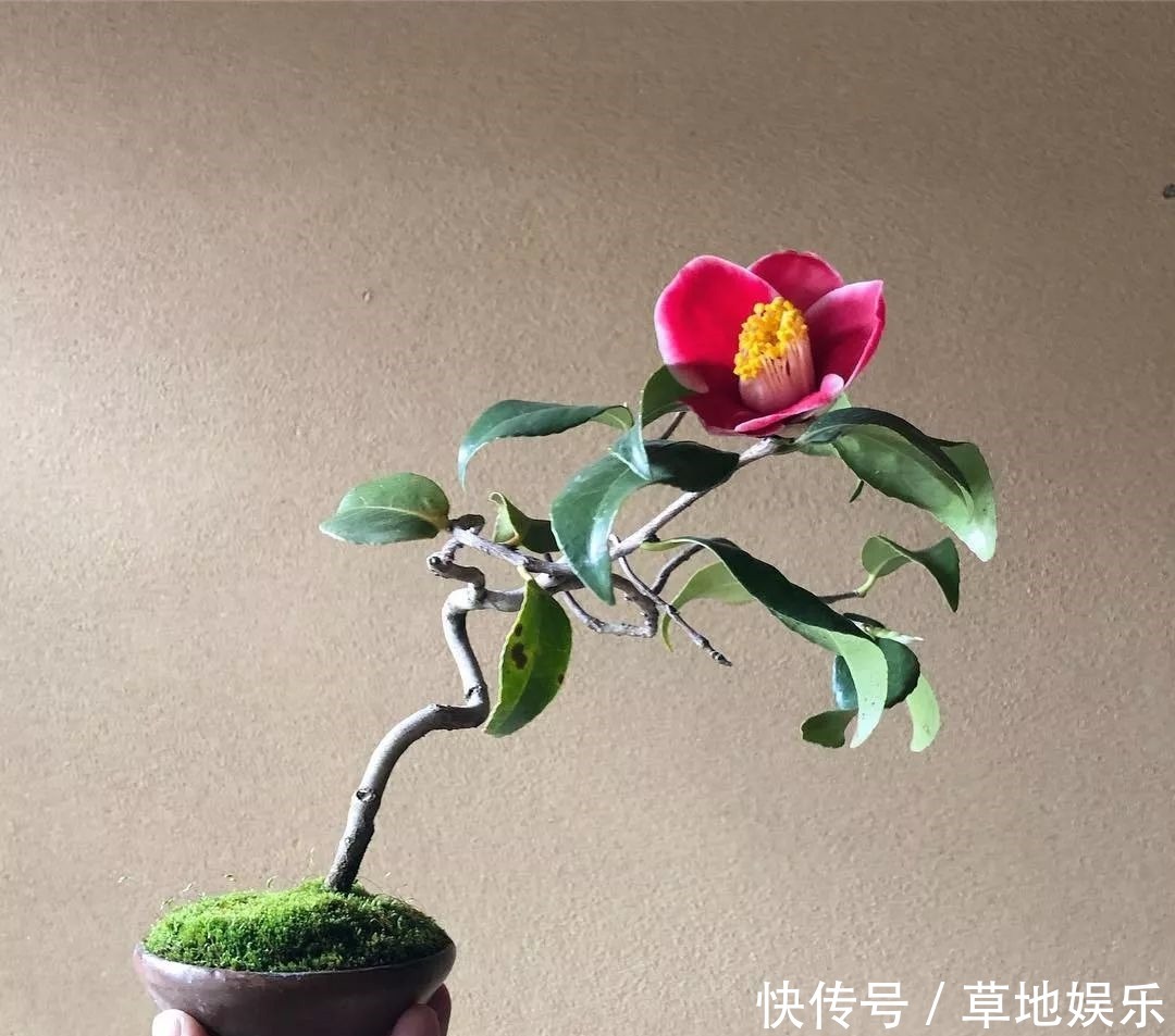 迷你的盆景艺术,小树开花