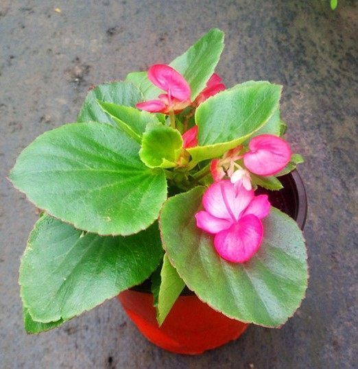 以下几种盆栽花卉,好看又好养,花期也长,可以四季开花