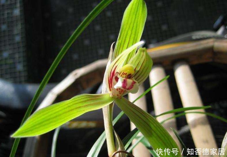  做好|春兰花箭长不高？原因只有1个，下次促花做好，花箭拔高开花棒！