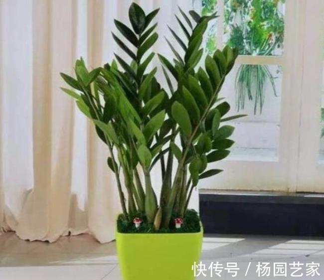 家里养了这些花,冷空气来袭要“保暖”,不然冻坏了剩个空盆