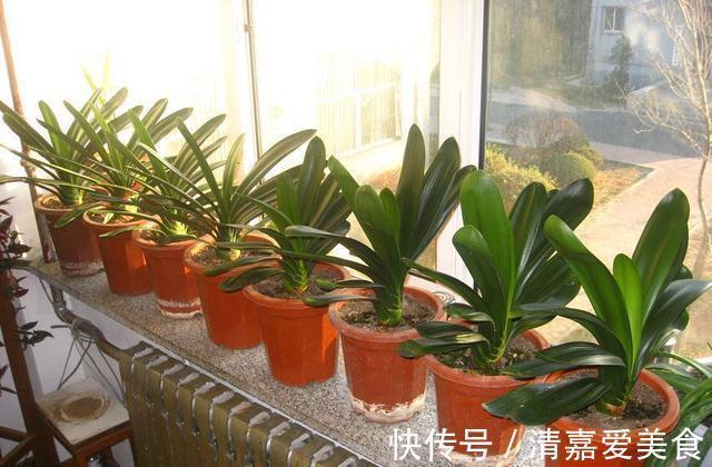 根系|养君子兰,死记硬背5个要点,啥问题也没有,叶子油绿过年满花箭