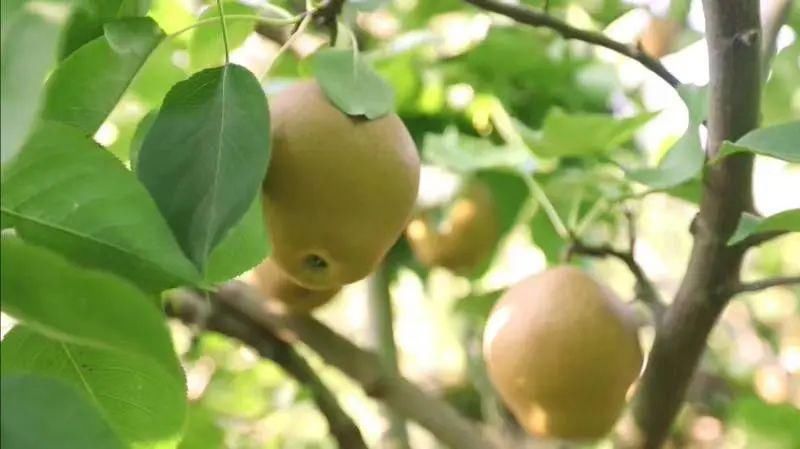  乡野中粉墨登场，桂剧“发祥地”魅力大