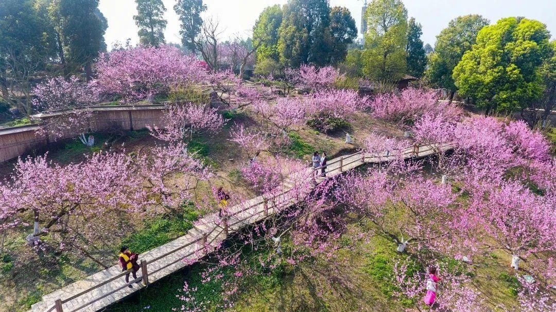 3月还未到，成都桃花已满山！