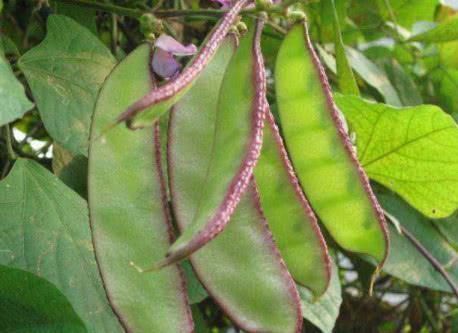 大麦|体内湿气重,切记少吃这4种食物,吃得越多“湿气”越重!