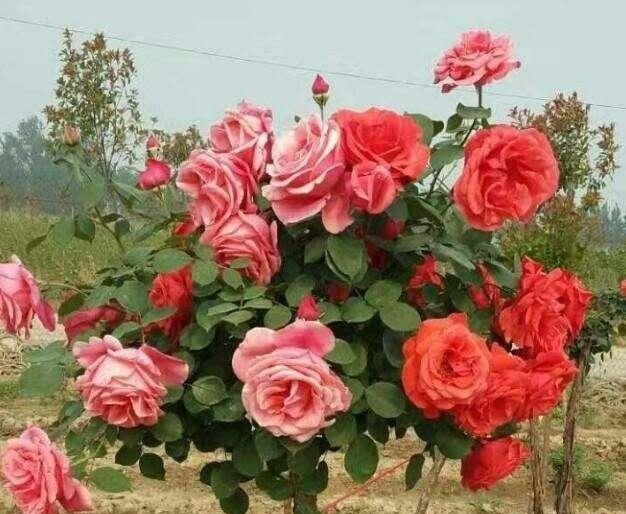 少抽两包烟，也要种此花，一年花开280天，一株开三色，埋土就活