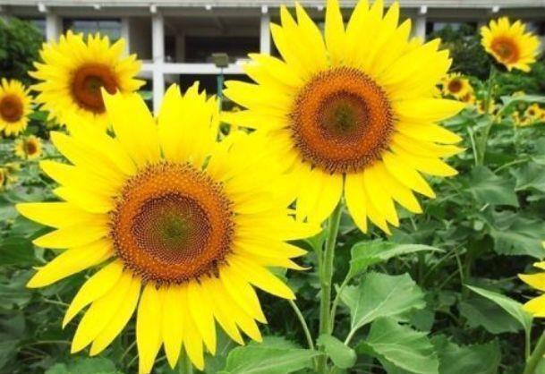 适合阳台养护的花卉,沾点水就疯长,开花勤还爱爆盆