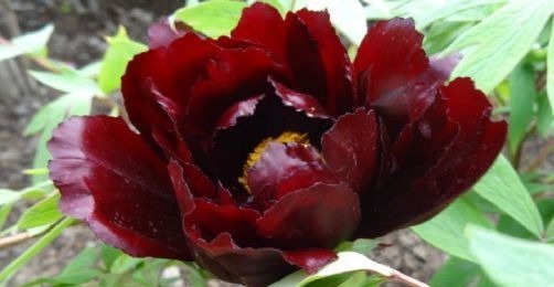 喜欢菊花,不如试试“稀有名品”凤羽明霞,造化神秀,美极了!