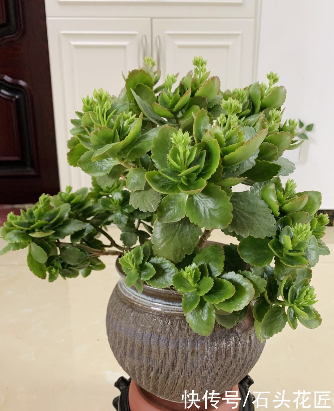 枝条|养了5年的长寿花“老桩”快开花了，总结4点经验，对你有用