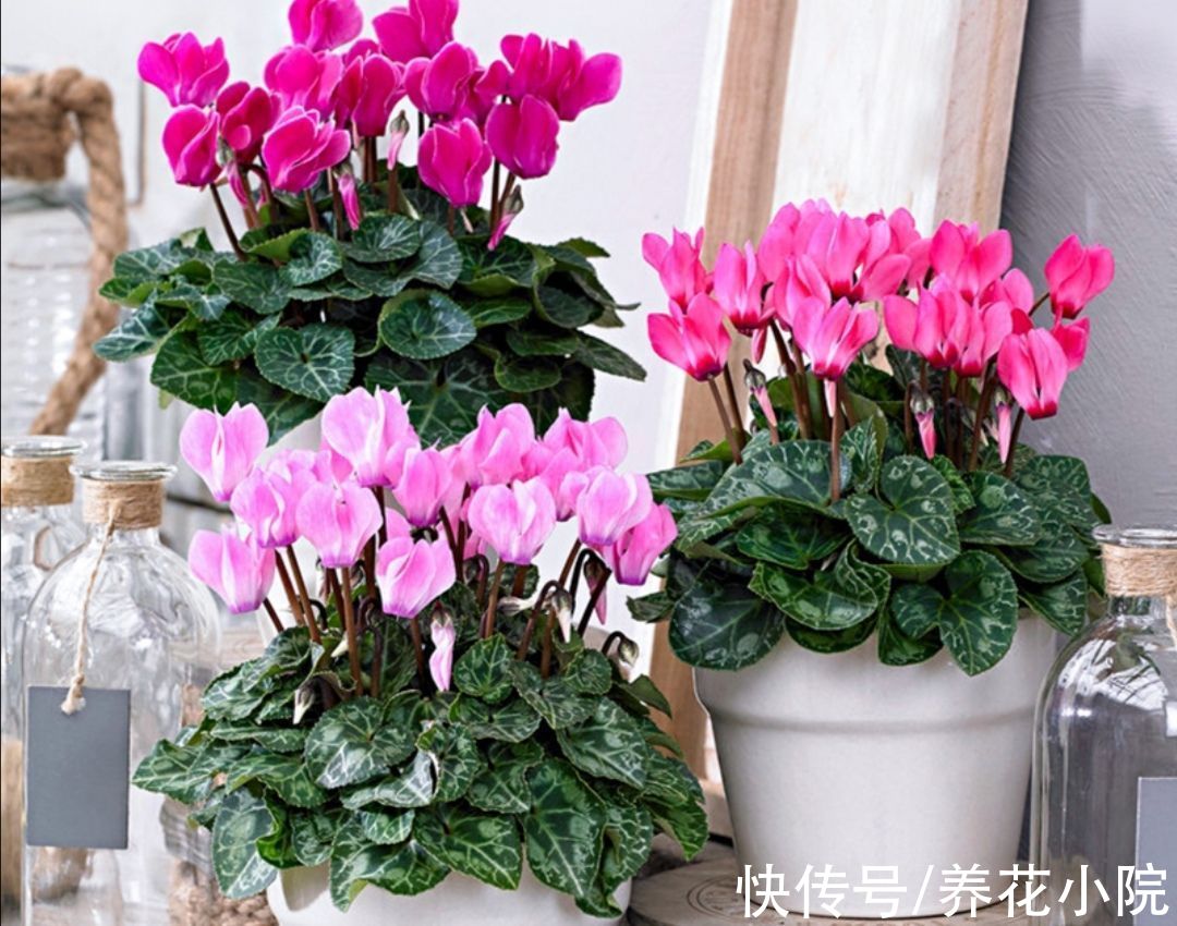 好养|9月适合入手5种花，开花漂亮又好养，很快就能长花苞