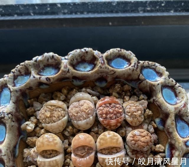 度夏|绿了也是心头肉，开始为度夏担忧！