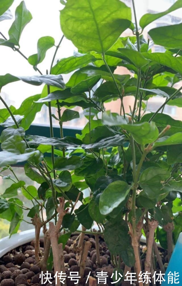 花市大捡漏,10种花现在买特合适,养一养就爆盆!