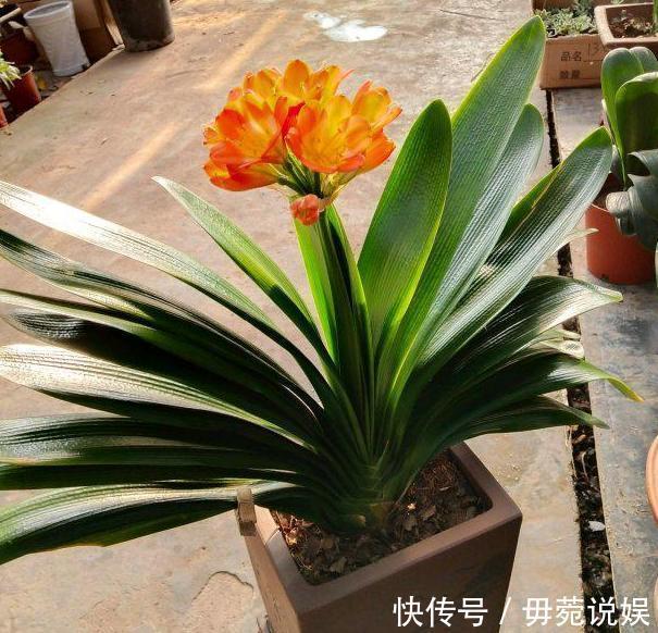 蟹爪兰不开花就关“小黑屋”,而君子兰不开花却得做好这些!