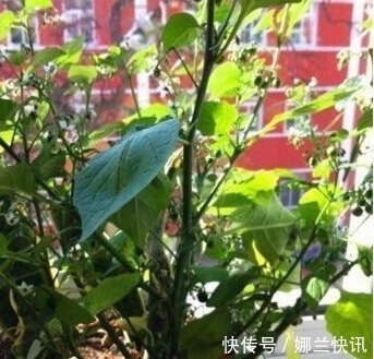 5种花都可“当药用”,养一盆,需要摘一点,再不怕有“小毛病”