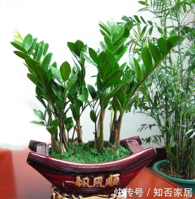 适合客厅养的4种大型花，个个寓意好，养好家人身体健康