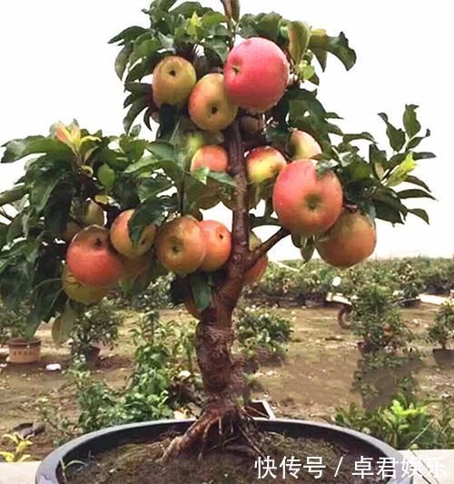 老祖宗传下的手艺,用树桩做盆景,极其珍贵,还不来一盆