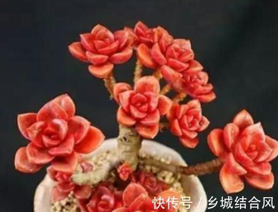 为什么多肉也喜欢万人宠不如一人懂呢