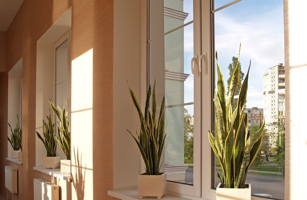 适合养在客厅的“4类花”,越养家里越“干净”,又美又健康