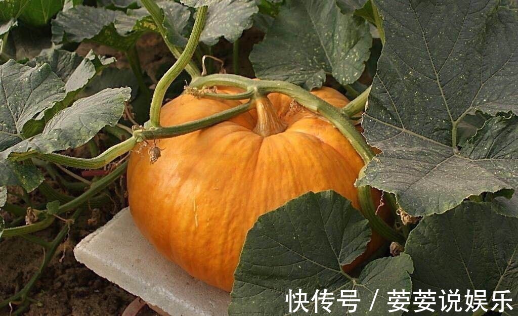 大肚子|南瓜和此物一起煮,大肚子没了,失眠好了!女人不想满脸色斑试试