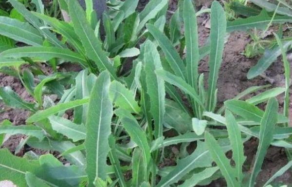 蒲公英|春来野菜香,哪些能敞开吃哪些坚决不能碰采挖时,请分辨清楚