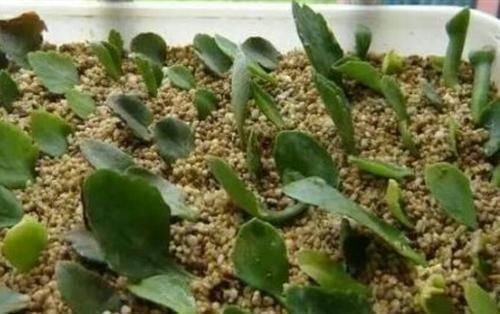 夏天|夏天8种花不用买,掐个叶子就能插活,让你的阳台变花园