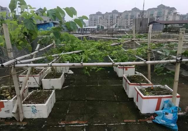  实用|冬天的泡沫箱别扔，扔了就是扔钱，养花太实用