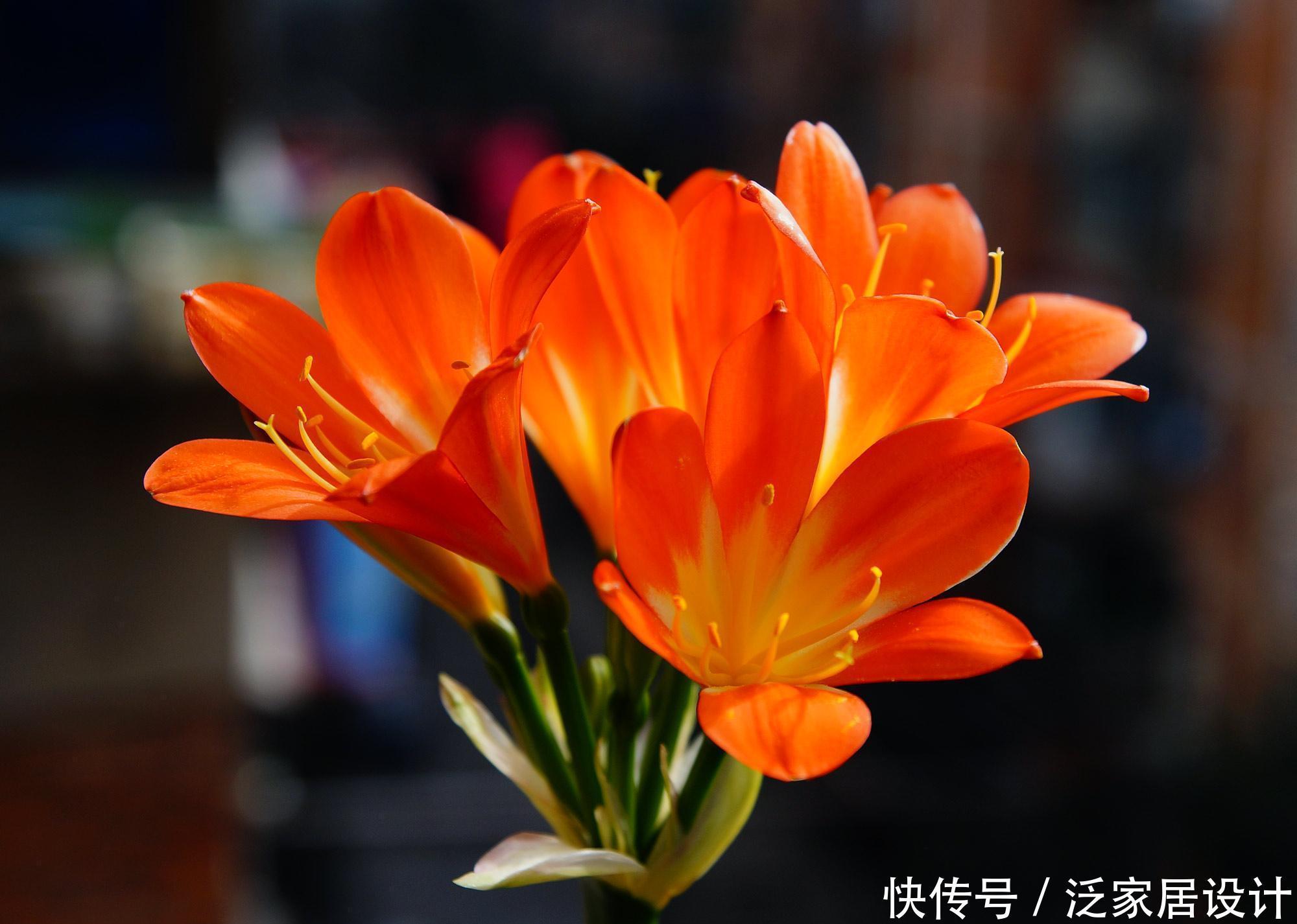君子兰养护小技巧,土里埋上它,叶片肥又亮